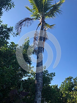 Palm Tree Destroyed by Woodpecker photo