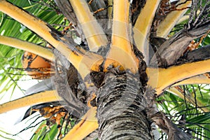 Palm Tree Detail