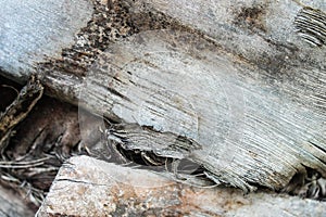 Palm Tree Detail Background