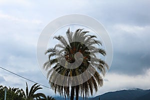 Palm Tree Detail Nature Vacation Coast Tropic Paradise