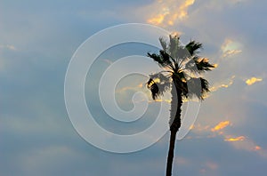 Palm tree and dramatic sky with beautiful sunset