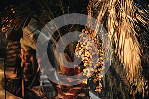 Palm tree with dry leaves and bunch of yellow dates