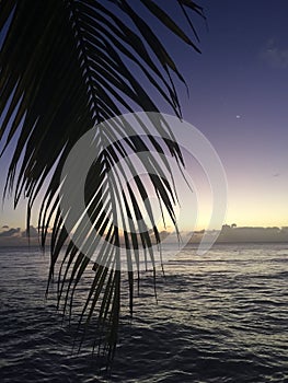 Palm tree at dusk