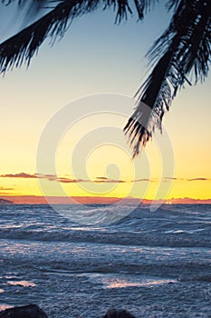 Palm tree at dusk