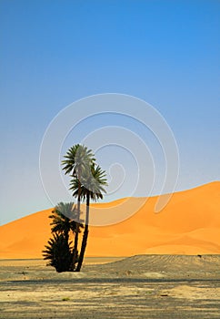 Palm tree on the edge of Sahara desert