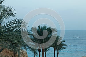 Palm tree in Egypt, Sinai
