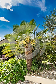 Palm Tree in English Garden
