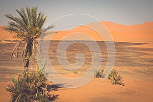 Palm tree in Erg Chebbi, at the western edge of the Sahara Desert