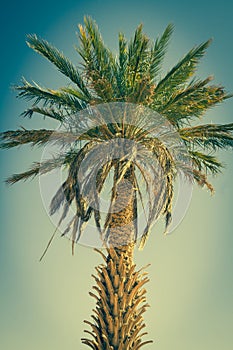 Palm tree in Erg Chebbi, at the western edge of the Sahara Desert