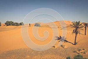 Palm trees and sand dunes in the Sahara Desert, Merzouga, Morocco