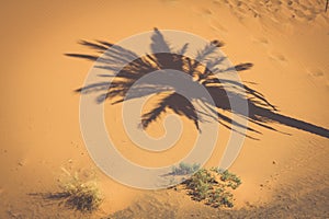 Palm tree in Erg Chebbi, at the western edge of the Sahara Desert