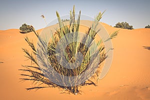 Palm tree in Erg Chebbi, at the western edge of the Sahara Desert