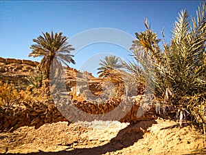 palm tree fallen in front of a palm tree standing in the Algerian sahara