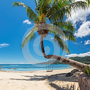 Palm tree on famous Beau Vallon beach in Seychelles, Mahe island.