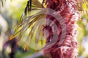 Palm tree fibers photo