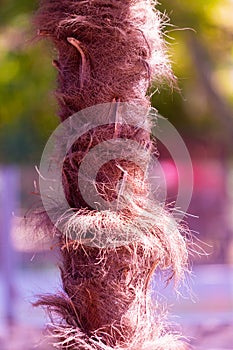 Palm tree fibers photo