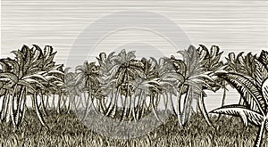 Palm tree field