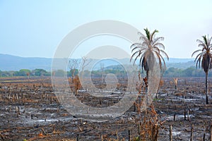 Palm tree  field burn afther the harvest