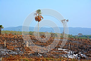 Palm tree  field burn afther the harvest