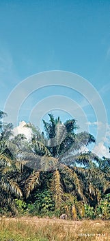 Palm Tree On the Fields. Tumbuh kembang keberlanjutan