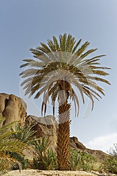 Palm tree in Fint Oasis near Ouarzazate town located very near the sahara desert in Morocco