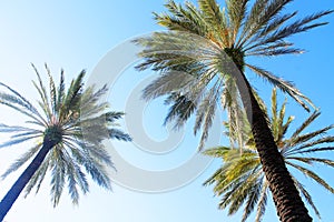 Palm tree florida