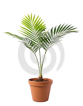 Palm tree in flowerpot isolated on white background.