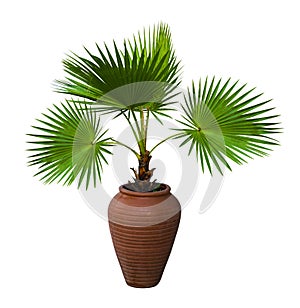 A palm tree in a flowerpot. Pam tree Livistona Rotundifolia in photo