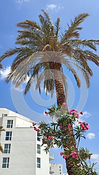 palm tree, flowers, white hotel building summer nature blue sky