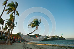 Palm tree flutters in the wind. Kitesurfing. Evening landscape of a small island and the sea. Boracay, Philippines.