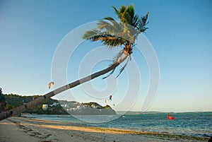 Palm tree flutters in the wind. Kitesurfing. Evening landscape of a small island and the sea. Boracay, Philippines.