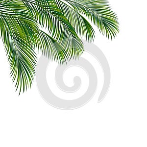 Palm tree foliage isolated