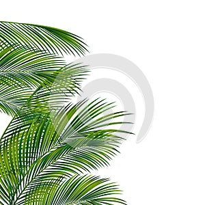 Palm tree foliage