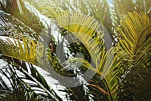 Palm tree foliage summer holiday background - Resort Destinations