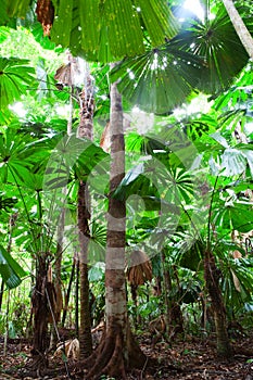 Palm tree forest canopy