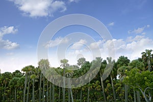 Palm tree forest in Florida blue summer tropical