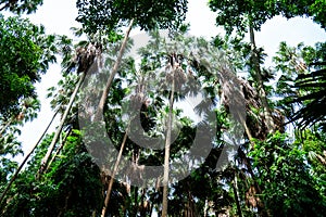 Palm tree forest on Kham Chanot water island believed to be a sacred island inhabited by serpents.