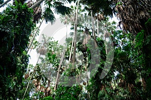 Palm tree forest on Kham Chanot water island believed to be a sacred island inhabited by serpents.