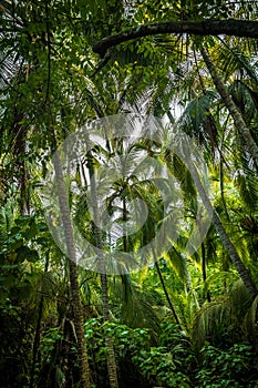 Palm Tree Forest - Tayrona Natural National Park, Colombia