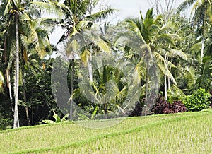 Palm tree forest and tropical trees at the bottom of a rice field in Bali, Idonesia