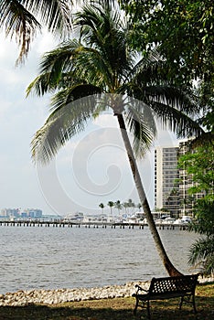 Palm Tree in Fort Myers, Florida