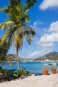 Palm tree frames harbor full of pleasure boats in Caribbean