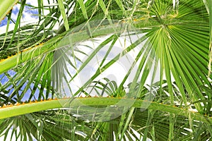 Palm Tree Fronds photo