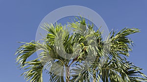 Palm tree fronds against deep blue sky