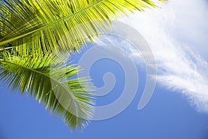 Palm tree fronds against blue sky with white clouds in the Caribbean.