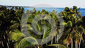 Palm tree fronds leaf and trees swaying in the wind with the blue ocean in the background camera stationery Aerial Video