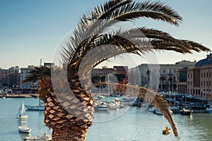 Palm tree in front of port of Bari, Italy