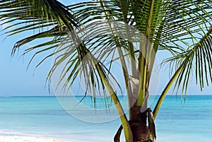 Palm tree in front of turquoise lagoon