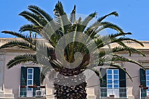 Palm tree in front of typical italian house at Syracuse, Sicily