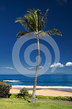 Palm tree in front of Ulua Beach, south Maui, Hawaii, USA photo